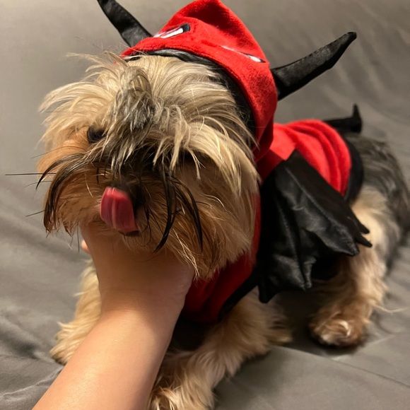 Martha Stewart Red Devil Pet Costume - Picture 8 of 9